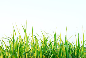 甘蔗叶背景图片