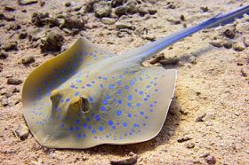 蓝色斑点黄貂鱼图片