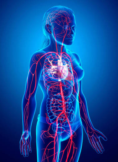 3D準(zhǔn)確地展現(xiàn)了年輕女孩動(dòng)脈的醫(yī)學(xué)特