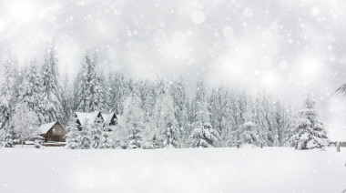 圣誕節(jié)背景恒星和雪杉樹