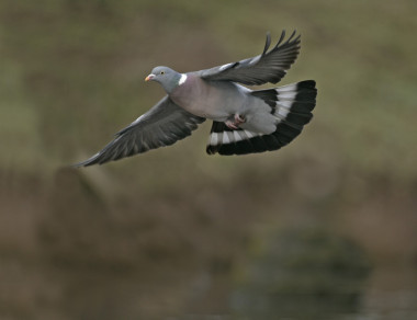 木頭鴿子，天鴿座 palumbus