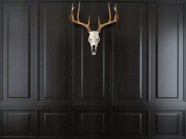 用锋利的角鹿头骨