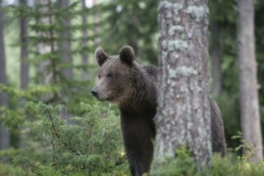 歐洲棕色的熊，熊山圖片