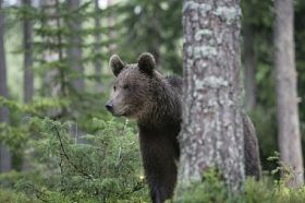 欧洲棕色的熊，熊山图片