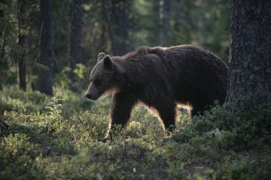歐洲棕色的熊，熊山
