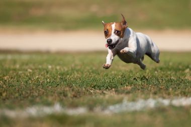 精力充沛的杰克羅素梗犬在草地運(yùn)