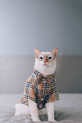 白猫戴眼镜的肖像，宠物时尚观念。白猫躺在床上
