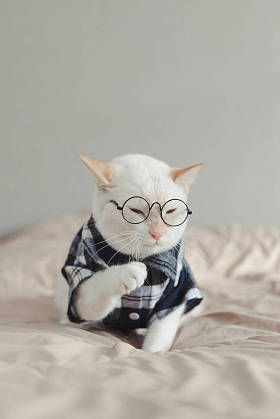 白猫戴眼镜的肖像、动物时尚观念