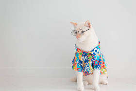 有趣的猫去度假，穿着海滩衬衫和帽子在夏天的概念 