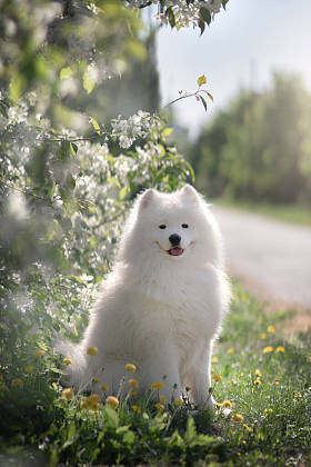 白色在室外进行了采样。狗在公园