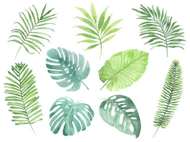 熱帶樹葉的水彩畫.為您設(shè)計(jì)的熱帶樹葉圖解