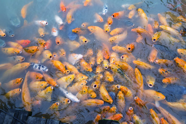 雜色的鯉魚湖里游泳