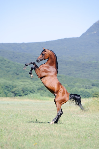 上牧場飼養(yǎng)的美麗棕色阿拉伯馬