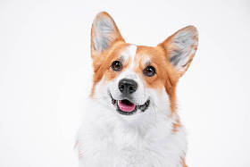 The portrait of the dog (puppy) breed that the dog obeys, Welsh Kirch Pembroke, has a white smile on his lips