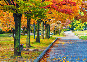 秋天叶在日本广岛中央公园图片