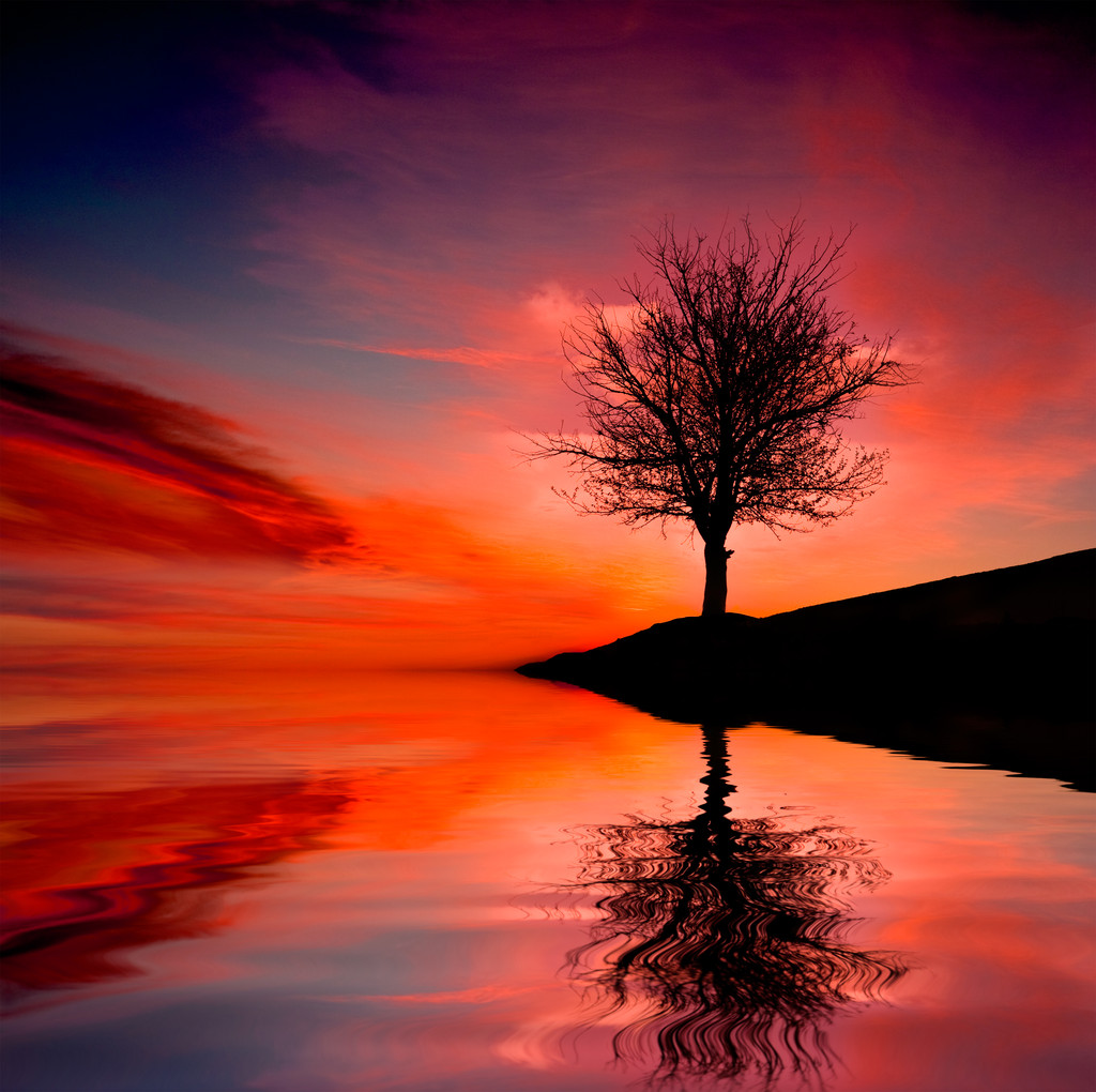 在 susnet 上树图片 在 susnet 上树图片