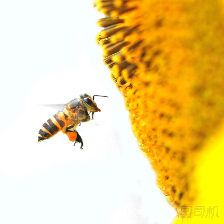 蜜蜂和向日葵