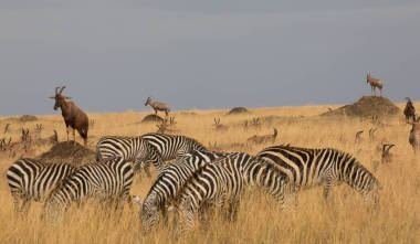 一群斑马站在干草草原上. 图片