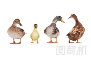 填鴨圖片