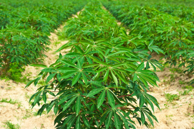 在字段中的木薯樹圖片