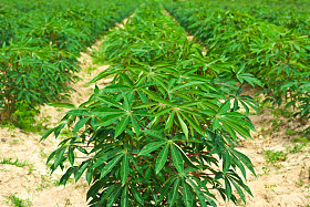 在字段中的木薯树图片