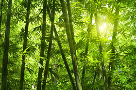 竹林.图片