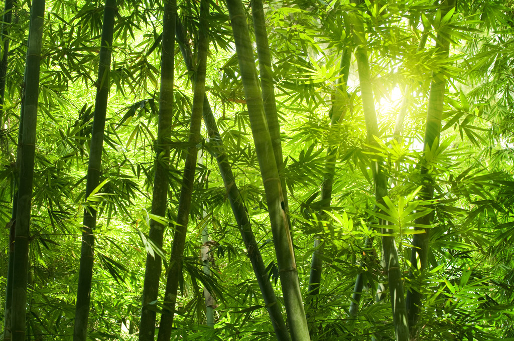 竹林.图片