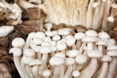 金針菇和香菇蘑菇照片