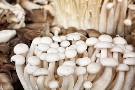 金针菇和香菇蘑菇照片