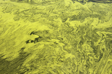 被污染的水的太湖之濱