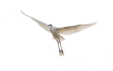 孤立的白鷺照片