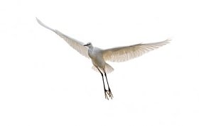 孤立的白鹭照片