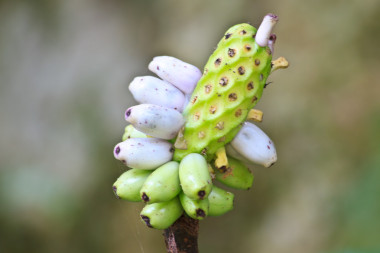 在泰國(guó)的植物