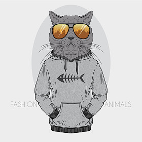 打扮得颜色的猫图片