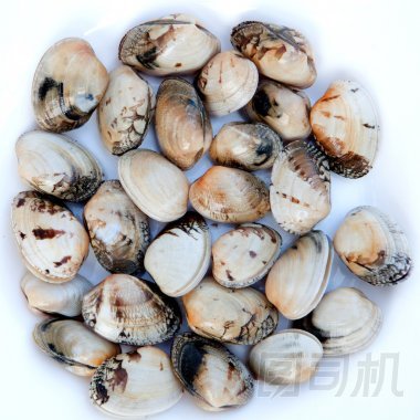 準(zhǔn)備烹飪的美味蛤圖片