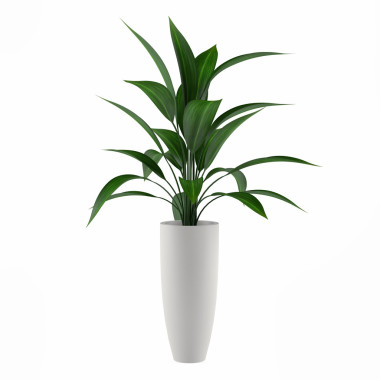 植物在花盆中分離