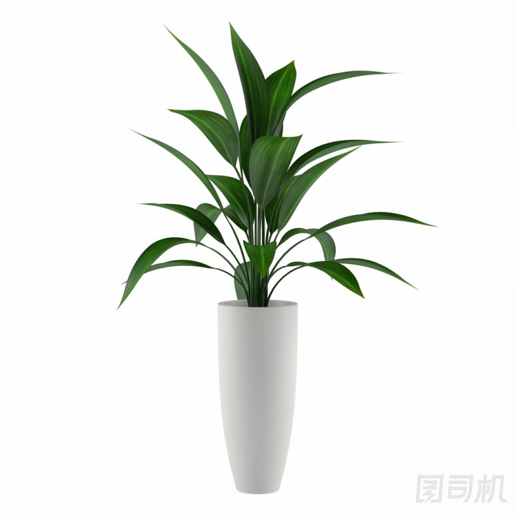 植物在花盆中分離