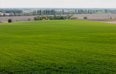 草場附近的綠樹和植物 