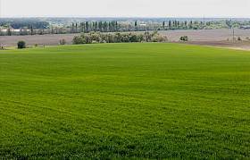 草场附近的绿树和植物 