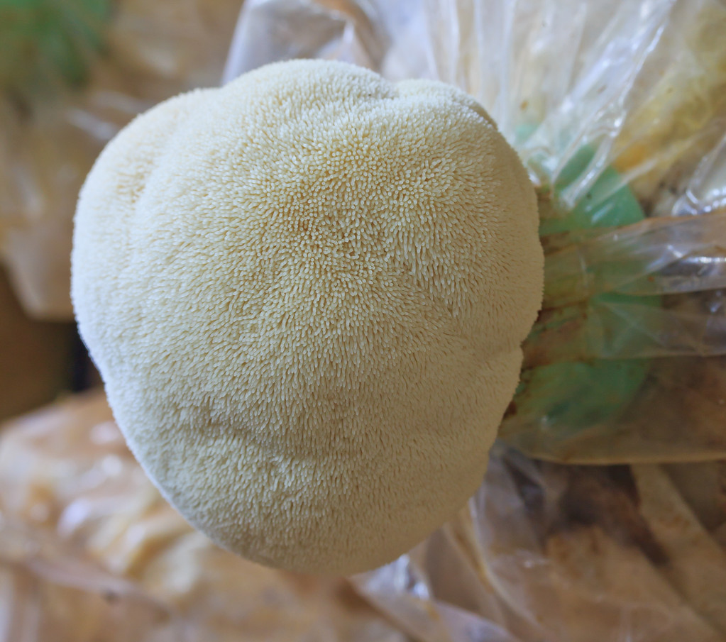 猴头菇图片 猴头菇图片