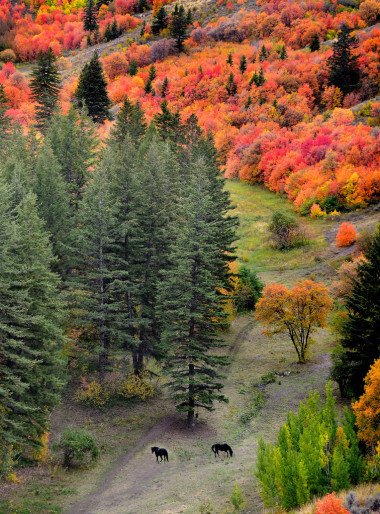在秋天吃草的馬圖片