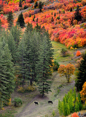 在秋天吃草的马图片