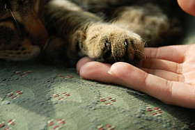 猫爪子在人的手上
