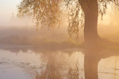 老树朦胧河下图片