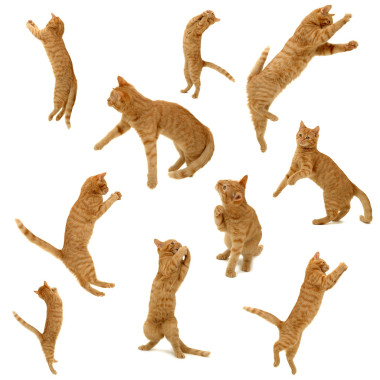 小貓集合