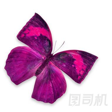 粉色蝴蝶