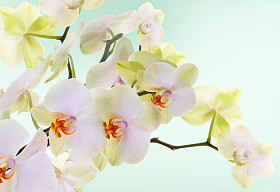 美丽的花朵日本 orchid.beauty.flora