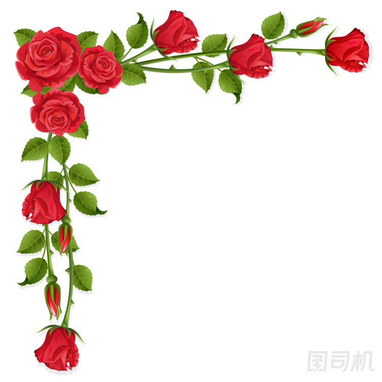 玫瑰
