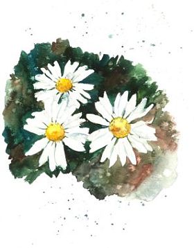 白色 chamomiles 背景，水彩组成