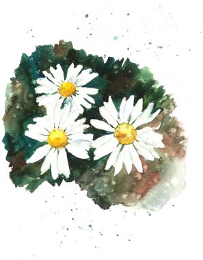 白色 chamomiles 背景，水彩组成